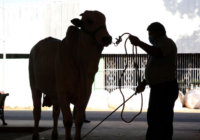 Cancelan Expo Ganadera en Veracruz, rechazan amenazas por cobro de piso Cancelan Expo Ganadera en Veracruz, rechazan amenazas por cobro de piso