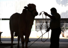 Cancelan Expo Ganadera en Veracruz, rechazan amenazas por cobro de piso