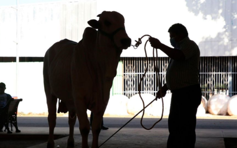 Cancelan Expo Ganadera en Veracruz, rechazan amenazas por cobro de piso