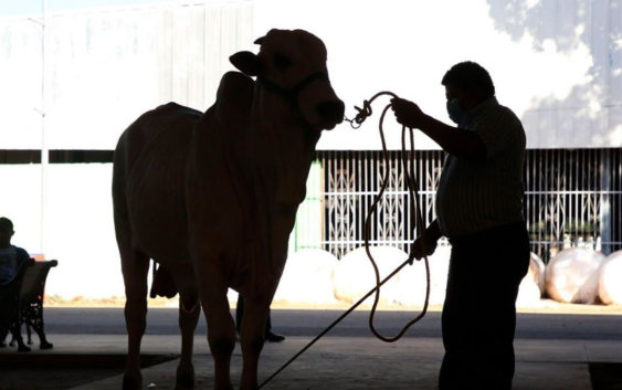 Cancelan Expo Ganadera en Veracruz, rechazan amenazas por cobro de piso