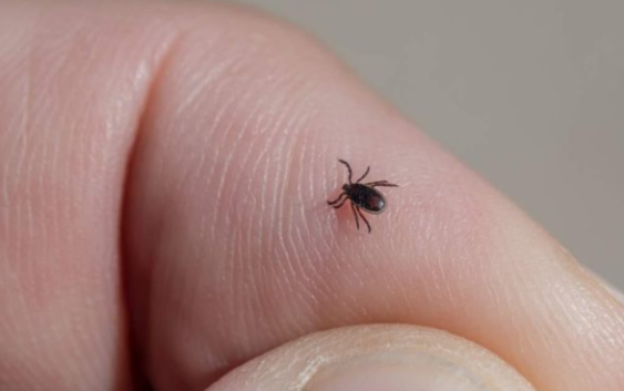 Alerta Salud por aumento de casos de rickettsiosis por garrapata, en Ciudad Juárez