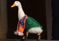 El Pato Merlín y su familia obtienen una casa tras ser la sensación del Mundial 2026 en México