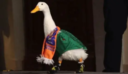 El Pato Merlín y su familia obtienen una casa tras ser la sensación del Mundial 2026 en México