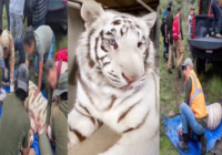 Necropsia confirma que el tigre Kenzo murió por un disparo en la cabeza