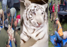 Necropsia confirma que el tigre Kenzo murió por un disparo en la cabeza