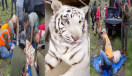 Necropsia confirma que el tigre Kenzo murió por un disparo en la cabeza