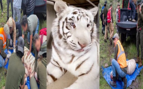 Necropsia confirma que el tigre Kenzo murió por un disparo en la cabeza