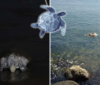 Van 35 tortugas muertas en playas de Veracruz y Boca del Río en lo que va de 2026, informa el Parque Nacional Sistema Arrecifal
