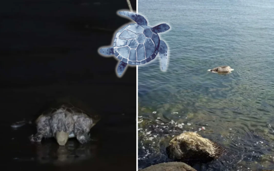 Van 35 tortugas muertas en playas de Veracruz y Boca del Río en lo que va de 2026, informa el Parque Nacional Sistema Arrecifal