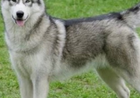 Otorga jueza pensión de 700 pesos a Lucas un perro husky siberiano; luego del divorcio de sus amos Otorga jueza pensión de 700 pesos a Lucas un perro husky siberiano; luego del divorcio de sus amos