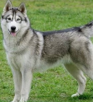Otorga jueza pensión de 700 pesos a Lucas un perro husky siberiano; luego del divorcio de sus amos